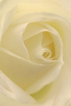 This evocative close-up of an ivory rose, artfully arranged by local florists near Thornton Heath's bustling high street, reveals a flower of exquisite refinement and serenity. The petals, almost creamy in texture, spiral gracefully towards the heart, catching the diffused daylight in a way that lends the entire bloom a quiet luminescence. Subtle gradations of cream, gentle white, and the faintest notes of lemon ripple through each fold, reminiscent of soft clouds on a spring morning over Trumble Gardens. There's a sense of silence and awe in this arrangement, its visual texture inviting the touch-like the first brush of morning sun across familiar streets. The rose offers not just beauty but solace, suited to marking treasured anniversaries, expressing sympathy, or simply bringing a sense of peace to any Thornton Heath home. Those outermost petals, almost translucent, speak of both fragility and strength; their arrangement is a testament to the skill and care behind every local bouquet. The mood is calm and contemplative, its subtle fragrance imagined as a gentle companion to cherished memories or new beginnings. As a centerpiece or a heartfelt gesture, this rose stands as an emblem of sincerity and grace, ever in tune with the heartfelt traditions of this South London community.