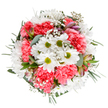 This exquisitely composed bouquet shines in the gentle light of a Thornton Heath morning, bringing together cheerful white daisies with lively lime centers, plush coral-pink carnations, and clouds of white gypsophila. Each blossom is thoughtfully placed, creating a circular, harmonious arrangement that mirrors the welcoming community spirit found in the neighbourhood's parks and street markets. The ruffled texture of the carnations imparts both warmth and movement, while delicate baby's breath and slender alstroemeria buds-tipped with blush and purple-whisper promises of continued blooming and renewal. Silvery eucalyptus weaves through the greenery, imparting a subtle scent and a soft matte counterpoint to the vivid blossoms. Framed by rich, variegated foliage, the bouquet's colours and forms are highlighted by the crisp white background, inviting the eye to savour every nuance. Perfect for moments of celebration or gentle encouragement, this bouquet captures the essence of spring and the artistry of Thornton Heath florists, delivering uplifting beauty and a touch of floral serenity to any home or workplace.